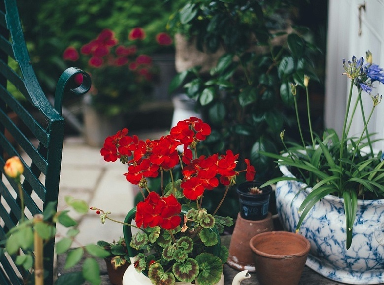 Нарочно не придумаешь. ГЕРАНЬ И ФИАЛКА